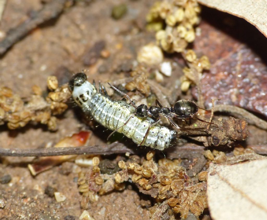 Formica mai vista (Formica gagates)